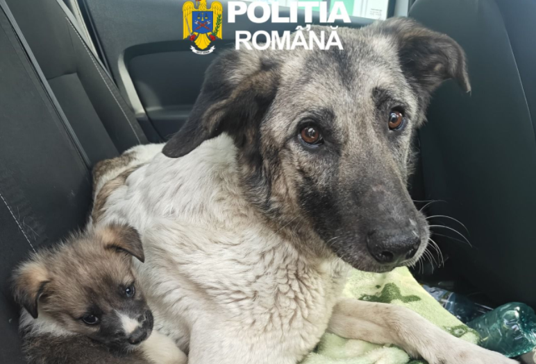 si a abandonat cainele cu sase pui pe camp amenda usturatoare pentru un barbat din iasi 69ef507f7c59c 1