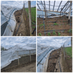 solare legumicultorilor au fost distruse de furtuna preturile legumelor si verdeturilor din pietele iesene ar putea creste 69f00240ab15c