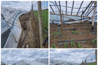 solare legumicultorilor au fost distruse de furtuna preturile legumelor si verdeturilor din pietele iesene ar putea creste 69f00240ab15c
