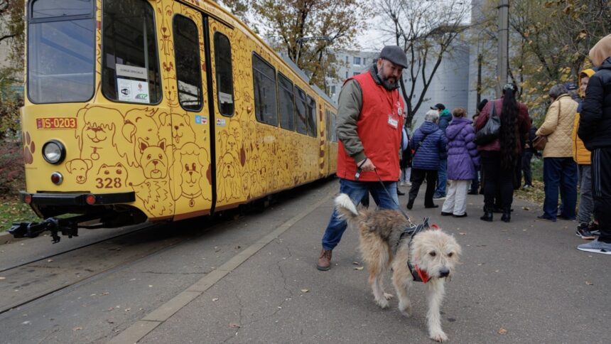 tramvaiul responsabilitatii iese sambata pe strazile iasului pentru cateii fara stapan cum puteti dona 69cdb5d8dcb10