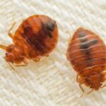 tren infestat cu plosnite intre timisoara si arad vagonul retras pentru dezinsectie urgenta video 69d7770be476b