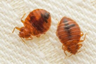 tren infestat cu plosnite intre timisoara si arad vagonul retras pentru dezinsectie urgenta video 69d7770be476b