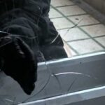 un vasluian a doborat la iasi recordul de furt viteza a spart sediile a patru firme in mai putin de o ora prada a fost insa candidata la record negativ va sta 3 ani dupa gratii 69f003d7be351