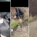 video incident bizar in bucium o femeie a sarit din uber in timpul mersului din cauza neintelegerilor privind plata cursei 69d61d5f37e53