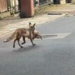 video ziua si gaina vulpile dau iama in oras o cumatra roscata face ravagii prin ograzile iesenilor din zona plopii fara sot oamenii cer ajutorul autoritatilor 69d74ca7da7df