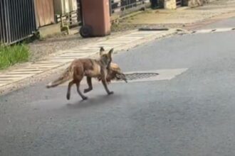 video ziua si gaina vulpile dau iama in oras o cumatra roscata face ravagii prin ograzile iesenilor din zona plopii fara sot oamenii cer ajutorul autoritatilor 69d74ca7da7df