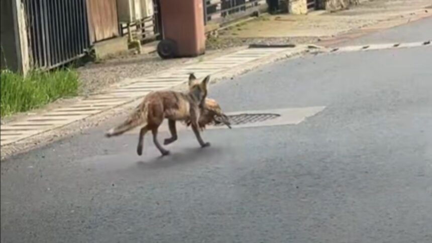 video ziua si gaina vulpile dau iama in oras o cumatra roscata face ravagii prin ograzile iesenilor din zona plopii fara sot oamenii cer ajutorul autoritatilor 69d74ca7da7df