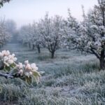 zeci de milioane de lei pentru aproape 1 900 de pomicultori afectati de ingheturi in iasi o singura cerere din baltati 69e29c98e65ed