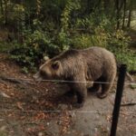 autoritatile brasovene au inceput sa elimine ursii care ajung tot mai des in cartierele orasului 6a195783150e2