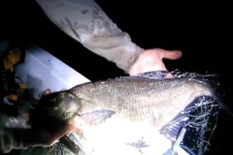 braconieri prinsi pe un lac din judetul bacau au fost gasite peste 100 de kilograme de peste video 69fee0ec73741