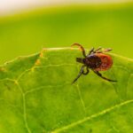 capusele isi fac deja de cap la iasi recomandari de la managerul spitalul de boli infectioase despre cum sa ne pregatim pentru iesirea in natura 69fd2f68529d0