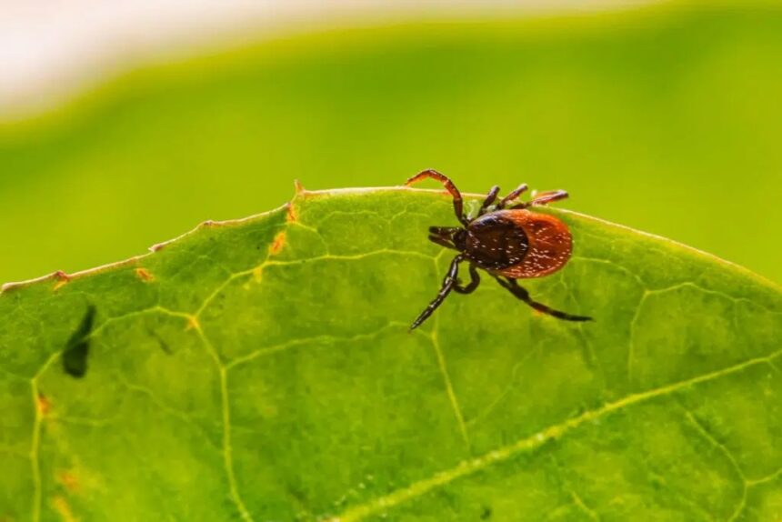 capusele isi fac deja de cap la iasi recomandari de la managerul spitalul de boli infectioase despre cum sa ne pregatim pentru iesirea in natura 69fd2f68529d0