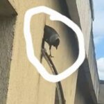 ce e de facut cu pasarile din iasi care si fac cuib in izolatia blocurilor locatarii cauta alpinisti internetul ii sfatuieste sa isi ia pisica 6a091e703d352