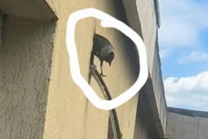 ce e de facut cu pasarile din iasi care si fac cuib in izolatia blocurilor locatarii cauta alpinisti internetul ii sfatuieste sa isi ia pisica 6a091e703d352