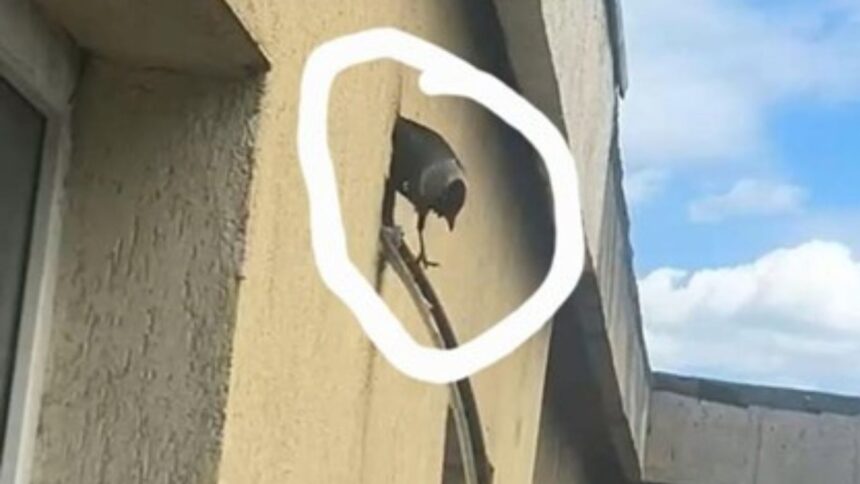 ce e de facut cu pasarile din iasi care si fac cuib in izolatia blocurilor locatarii cauta alpinisti internetul ii sfatuieste sa isi ia pisica 6a091e703d352