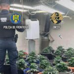 culturi de canabis descoperite de procurorii diicot in ilfov semintele erau aduse din olanda 6a16fe5b05d4e