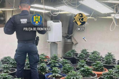 culturi de canabis descoperite de procurorii diicot in ilfov semintele erau aduse din olanda 6a16fe5b05d4e