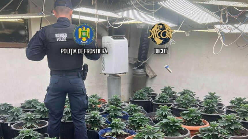 culturi de canabis descoperite de procurorii diicot in ilfov semintele erau aduse din olanda 6a16fe5b05d4e