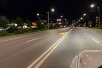 foto pui de caprioara surprins la miezul noptii traversand bulevardul la iasi 6a055b176e441