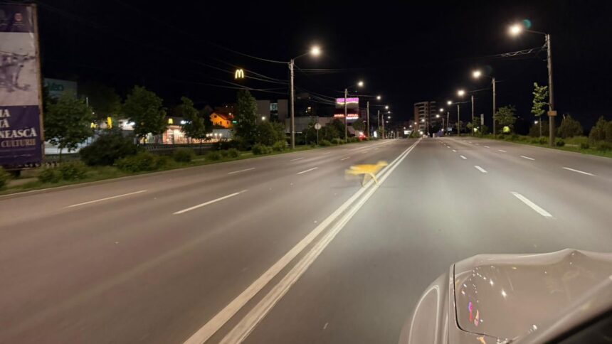 foto pui de caprioara surprins la miezul noptii traversand bulevardul la iasi 6a055b176e441