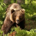 mesaje ro alert dupa aparitia unor ursi in piatra neamt farcasa si bicaz chei 6a13fc5ee1c3a