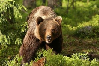 mesaje ro alert dupa aparitia unor ursi in piatra neamt farcasa si bicaz chei 6a13fc5ee1c3a