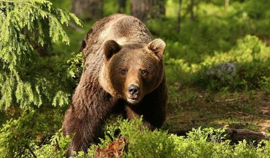 mesaje ro alert dupa aparitia unor ursi in piatra neamt farcasa si bicaz chei 6a13fc5ee1c3a