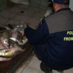 o noua captura pe prut un nou dosar penal 6a10184ed2f59