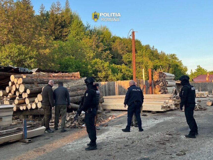 perchezitii in localitatea vranceana nereju intr un dosar de infractiuni silvice prejudiciul 238 000 de lei 6a0c1a6a5216e