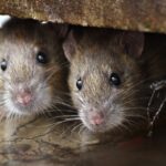 pericol de epidemie de hantavirus la iasi medicii ieseni nu sunt straini de acesta au mai fost cazuri si spun ca nu e virus mortal asa cum e prezentat de nespecialisti 69fbda5e46b00
