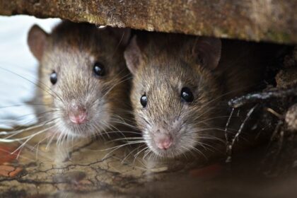 pericol de epidemie de hantavirus la iasi medicii ieseni nu sunt straini de acesta au mai fost cazuri si spun ca nu e virus mortal asa cum e prezentat de nespecialisti 69fbda5e46b00