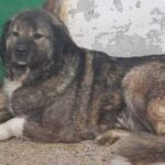 tragedie in buzau copil de patru ani mort dupa ce a fost sfasiat de un caine ciobanesc de la un saivan din vecinatatea casei in care locuia 6a137dd9609db