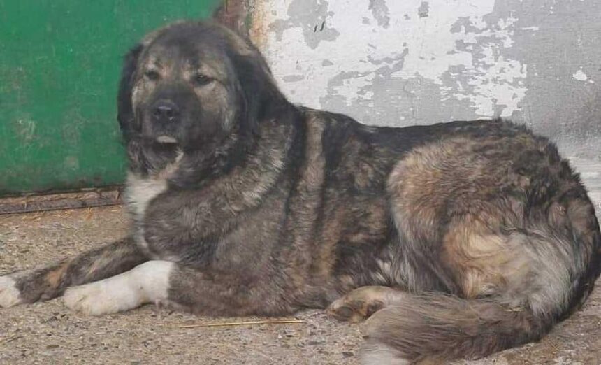 tragedie in buzau copil de patru ani mort dupa ce a fost sfasiat de un caine ciobanesc de la un saivan din vecinatatea casei in care locuia 6a137dd9609db