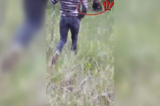 un barbat a fugarit un urs cu lopata in valcea semnalul de alarma tras de jandarmi dupa incident video 6a033ed75a939