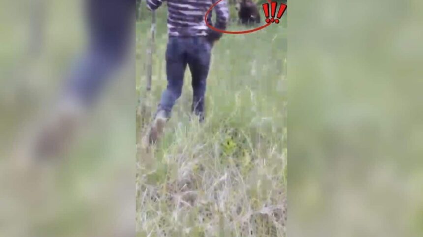 un barbat a fugarit un urs cu lopata in valcea semnalul de alarma tras de jandarmi dupa incident video 6a033ed75a939