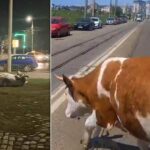 vacile au invadat din nou strazile din municipiul iasi politistii au dat amenzi insa proprietarii refuza sa inchida animalele 6a0b9d352869c