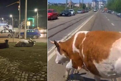 vacile au invadat din nou strazile din municipiul iasi politistii au dat amenzi insa proprietarii refuza sa inchida animalele 6a0b9d352869c