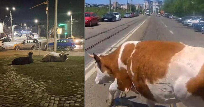 vacile au invadat din nou strazile din municipiul iasi politistii au dat amenzi insa proprietarii refuza sa inchida animalele 6a0b9d352869c