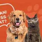 vesti bune pentru iubitorii de animale iulius mall iasi a devenit pet friendly 69fc6a76cab1c
