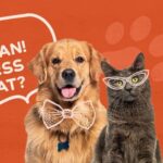 vesti bune pentru iubitorii de animale iulius mall iasi a devenit pet friendly 69fca2acb1795