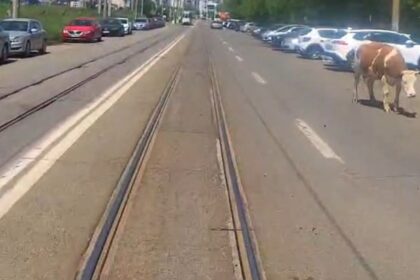 video imagini inedite surprine in iasi o vaca a fost filmata pe un bulevard circulat din oras 6a072b2432d82