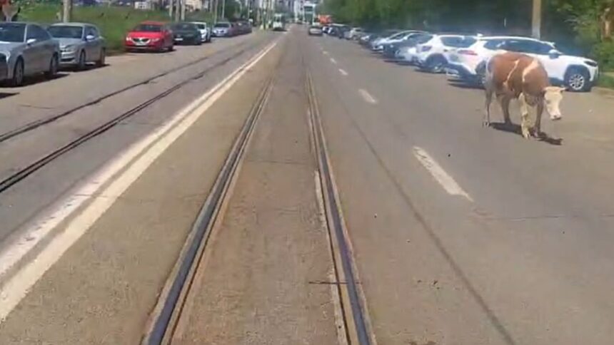 video imagini inedite surprine in iasi o vaca a fost filmata pe un bulevard circulat din oras 6a072b2432d82