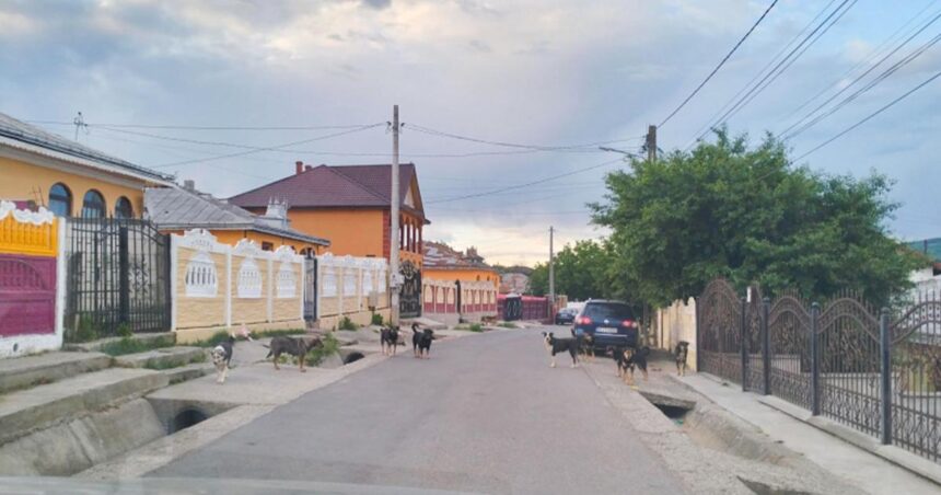 haite de caini au pus stapanire pe mai multe zone din dancu localnicii se tem sa mai iasa din casa 6a1cc0c3c0ee5
