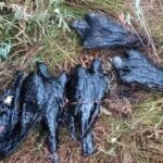 sute de porumbei mor in baltile cu reziduuri petroliere din tara columbofilii cer interventia ministrului mediului 6a1d4877d985e