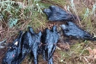 sute de porumbei mor in baltile cu reziduuri petroliere din tara columbofilii cer interventia ministrului mediului 6a1d4877d985e