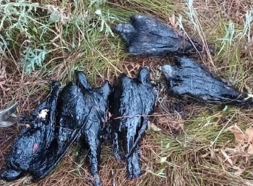 sute de porumbei mor in baltile cu reziduuri petroliere din tara columbofilii cer interventia ministrului mediului 6a1d4877d985e