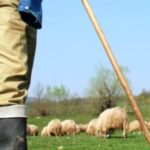 un cioban din lungani a asteptat un an de zile ca sa se razbune pe batausul satului cu greu a fost oprit sa nu l ucida 6a1e3667569f8