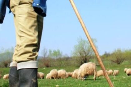 un cioban din lungani a asteptat un an de zile ca sa se razbune pe batausul satului cu greu a fost oprit sa nu l ucida 6a1e3667569f8